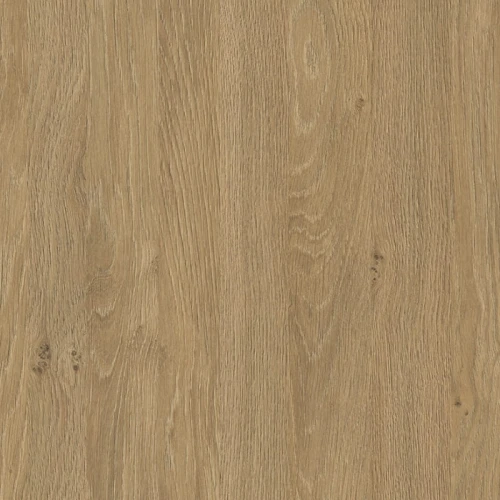 Dąb kamienny (Stone oak) 5527 SN